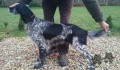 Setter Anglais HEDEN DES MERISIERS D'AUCHY Setter Anglais HEDEN DES MERISIERS D'AUCHY